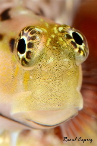 Golden eye :-) by Raoul Caprez 